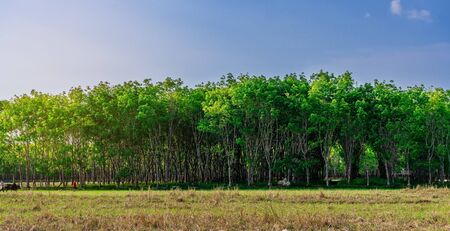 Panorama latex rubber plantation or para rubber tree or tree rubber with leaves branch in southern Thailandの写真素材