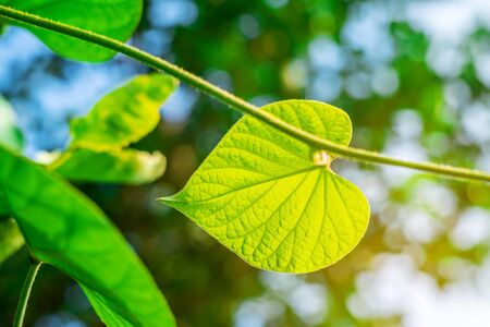 Green leaf nature with branch on light bokeh nature blurred backgroundの写真素材