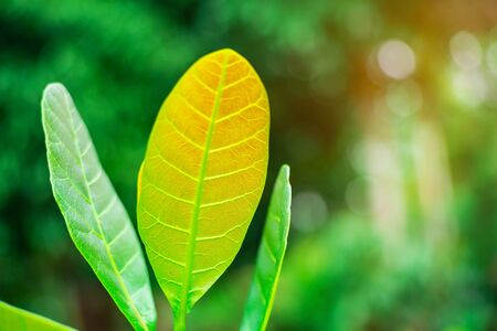 Leaf in sunlight nature with bokeh light nature on blurred background