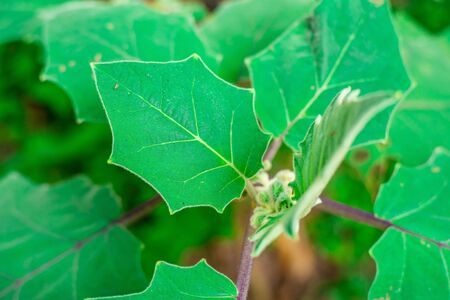 Green leaf nature with branch on light bokeh nature blurred backgroundの写真素材