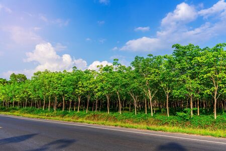 Latex rubber plantation or para rubber tree or tree rubber with road way in southern Thailandの写真素材