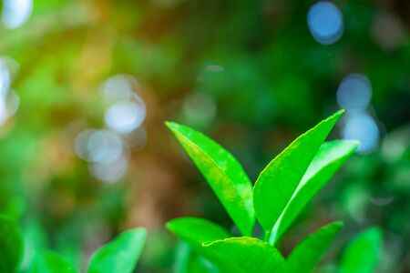 Green leaf nature with branch on light bokeh nature blurred backgroundの写真素材