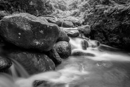 River stone and green tree, View water river tree, Stone river and green tree leaf in forest, Black...