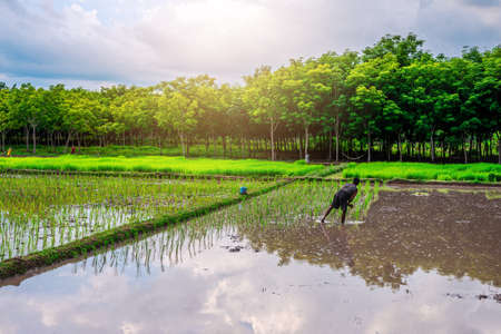 Rice field, Agriculture, paddy, with farmer and sky and cloud rain in evening lightの写真素材