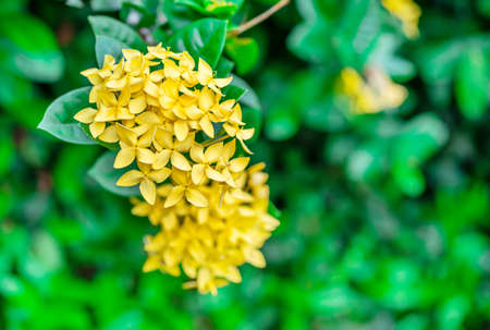 Rubiaceae flower, Medicinal properties, Root, sweet cold taste cure phlegm and cure epilepsy, fix the fire element, fix the disabled eyes, Leaves, nasty taste, is a parasite, Flower, sweet and cold taste cure eye disease.の写真素材