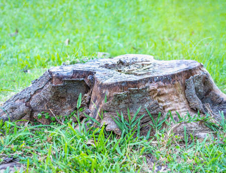 Rotten wooden on green grass blurred background, Selective focus