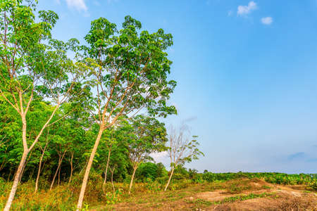 Latex rubber plantation or para rubber tree or tree rubber in southern Thailand