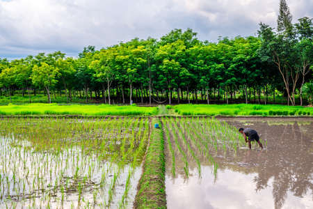 Pattalung, Thailand - Aug 29, 2020 : Rice field, Agriculture, paddy, with farmer and white cloud and blue skyのeditorial素材