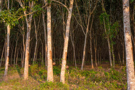 Rubber tree, Latex rubber, Plantation and tree rubber in southern Thailandの写真素材