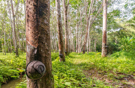 Latex rubber, Rubber tree, Plantation and tree rubber in southern Thailandの写真素材