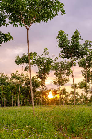 Latex rubber, Rubber tree, Plantation and tree rubber in southern Thailandの写真素材