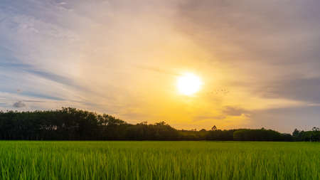 Rice paddy in rice field rural with cloud sky in daylight, Green field rural countryside, Paddy rice with green fieldの写真素材