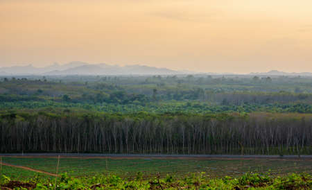 Rubber plantation farming area in the south of Thailand, Latex rubber, Para rubber tree gardenの写真素材