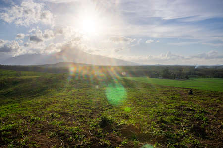 Rubber plantation farming area in the south of Thailand, Latex rubber, Para rubber tree gardenの写真素材