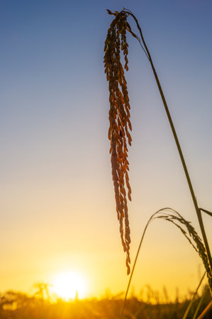 Rice paddy in rice field rural with cloud sky in daylight, Green field rural countryside, Paddy rice with green fieldの写真素材