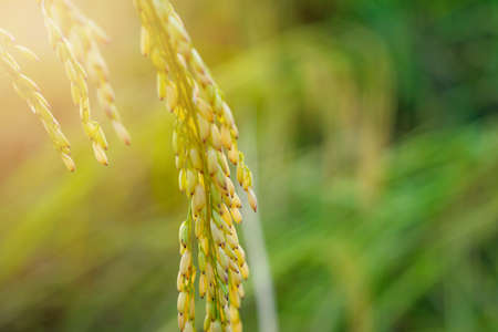 Rice paddy in rice field rural with cloud sky in daylight, Green field rural countryside, Paddy rice...