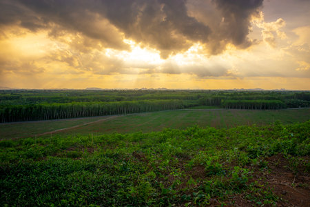 Rubber plantation farming area in the south of Thailand, Latex rubber, Para rubber tree garden