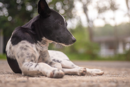 Stray dog â€‹â€‹lying hungry waiting for food from passersby, World Dog Day concept