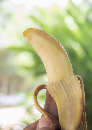 Rotten banana with hand holding on blurred bokeh nature backgroundの写真素材