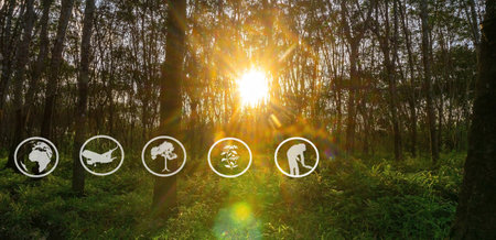 Tourism resources and agricultural learning, Rubber plantation farming, Learning about rubber growing areas, Access to rubber farmer communities, Panoramaの写真素材