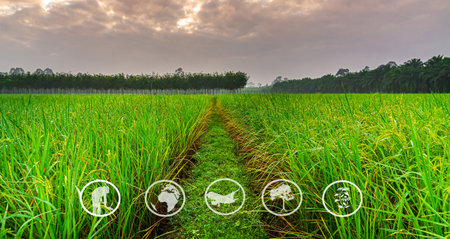 Tourism and agricultural learning resources, Rice plant with sunrise or sunset and flare over the...
