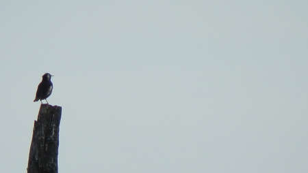 Bird resting on a stick alone with blue sky backgroundの写真素材