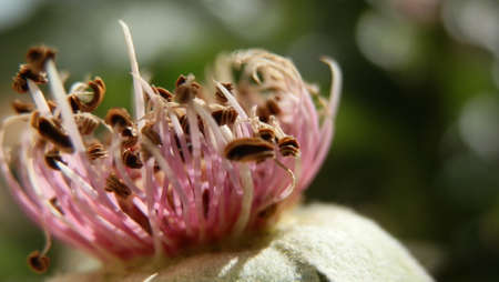 Closeup of the pistil of a plantの写真素材