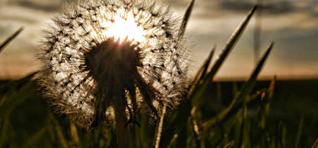 Diente de leon plant on sunsetの写真素材