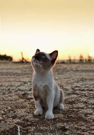 small cat in the fieldの写真素材
