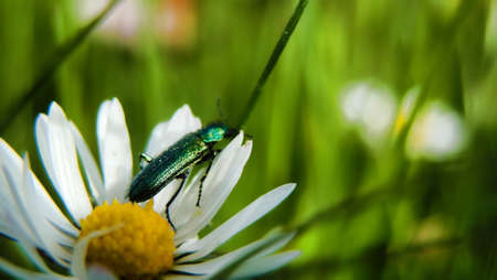 insects mating on a daisy in the field with green background