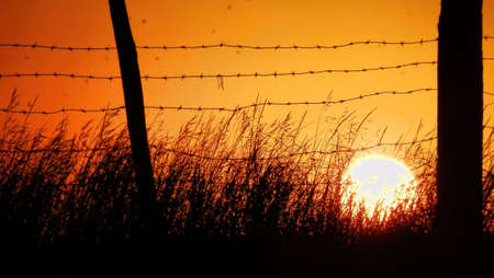 sunset in summer between rye and red skyの写真素材