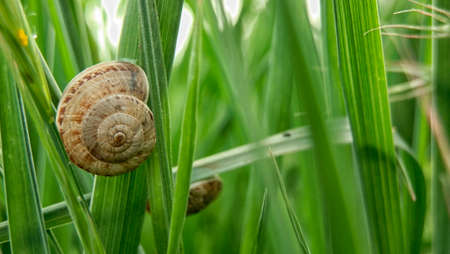 Snail asleep on a stalk of grass in the fieldの写真素材