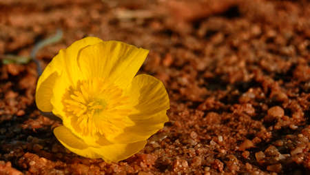 Macro yellow flower lying on a dirt floor brownの写真素材