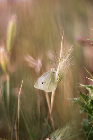 white butterfly on a flower in the fieldの写真素材