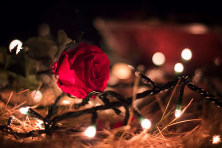 Red rose on the floor with christmas lightsの写真素材