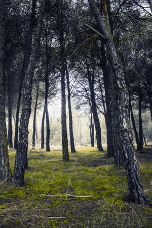 Enchanted forest on a foggy evening