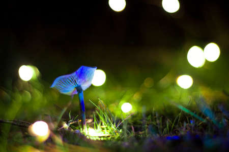 Blue magic mushroom with lights background in a nightの写真素材