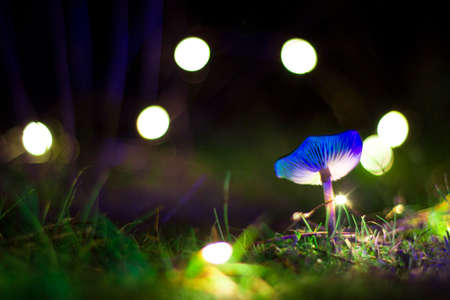 Blue magic mushroom with lights background in a nightの写真素材