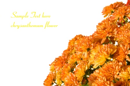 chrysanthemum blooms on white background with room for textの写真素材