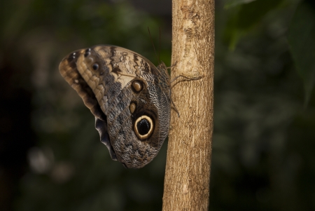 Brown Butterfly on Tree Trunkの写真素材