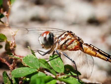 Dragonflyの写真素材