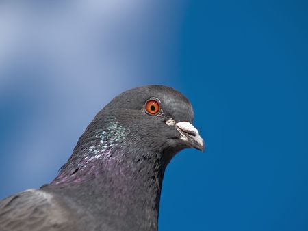 Pigeonsの写真素材