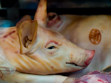 Smiling Pig Head in Barcelona Market has a personalityの写真素材