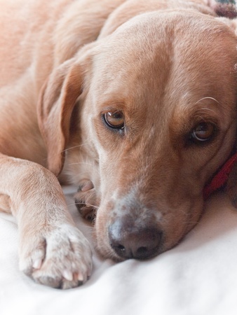 A mixed breed bog lies quietly. Soft side lighting. Pleading eyes.の写真素材