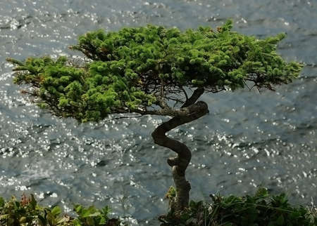 Twisted Treeの写真素材