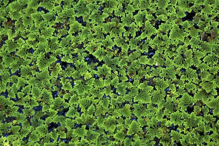 Green Water Natural Backgroundの写真素材