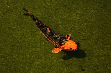 Koi Fishの写真素材