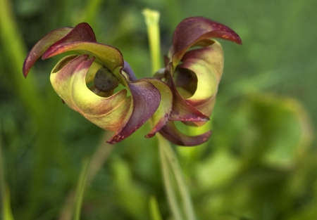 Pitcher Plant with Eyesの写真素材