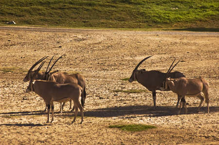 Watchful Roan Antelope
