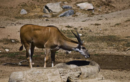Giant Elandの写真素材
